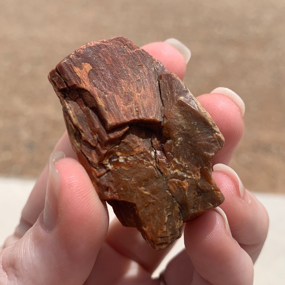 Colorful New Mexico Petrified Wood • NM Petrified Wood